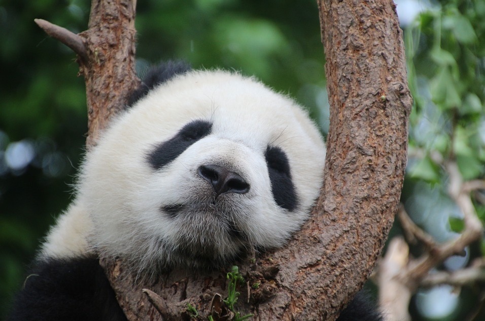 Redactiesom: Een panda in de dierentuin